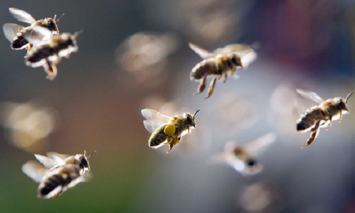 Bees would suffer from Brexit, say campaigners